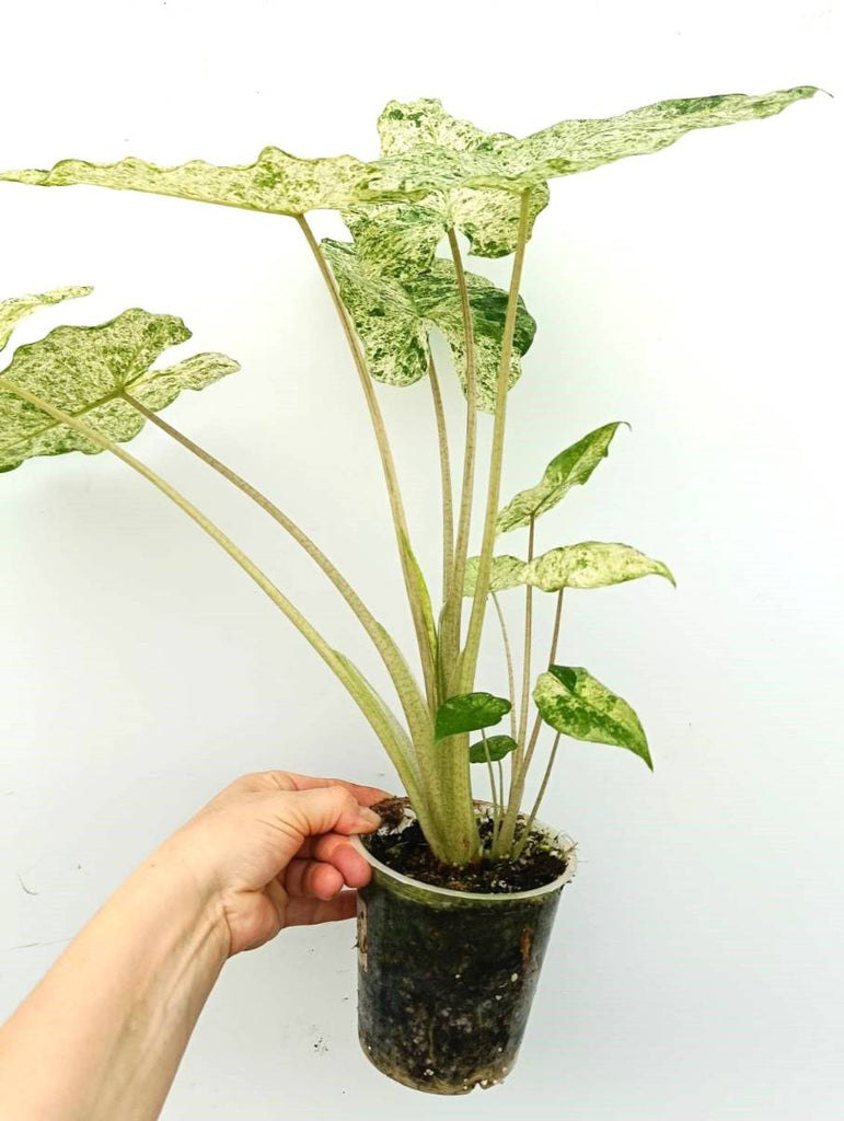 Alocasia macrorrhiza variegata