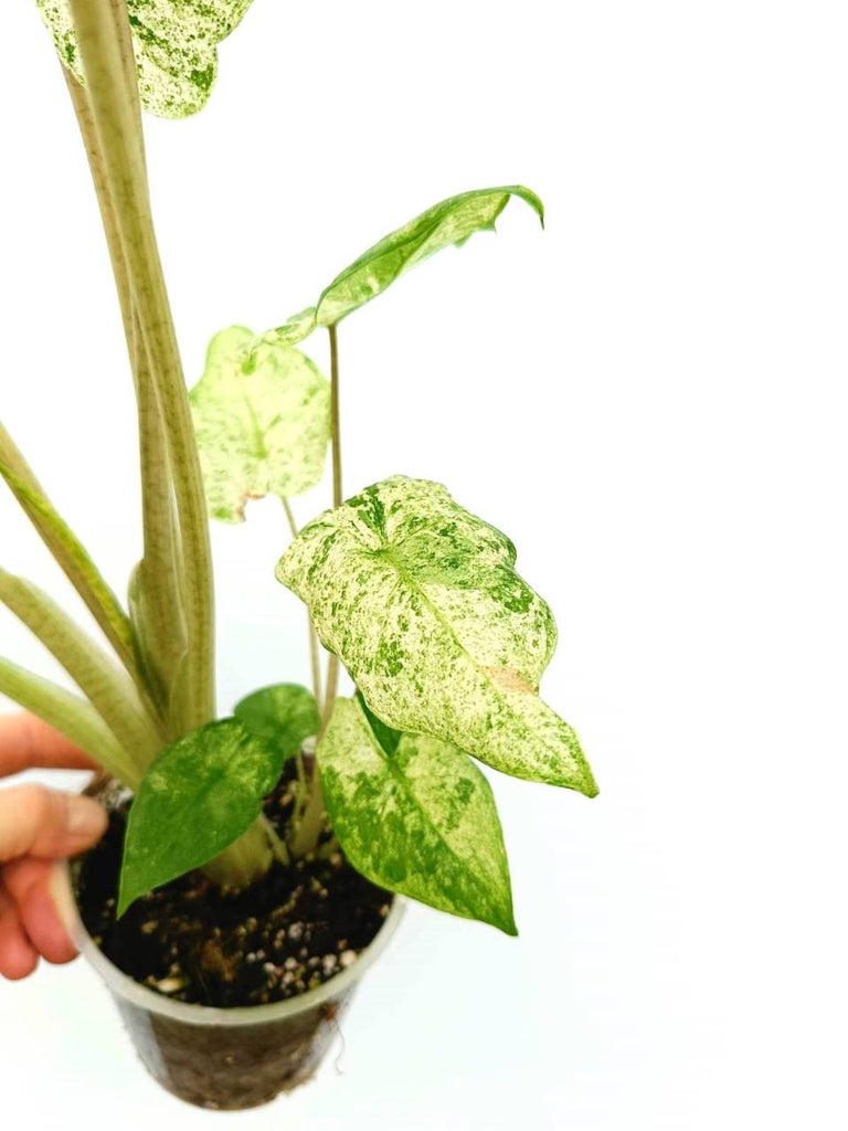 Alocasia macrorrhiza variegata