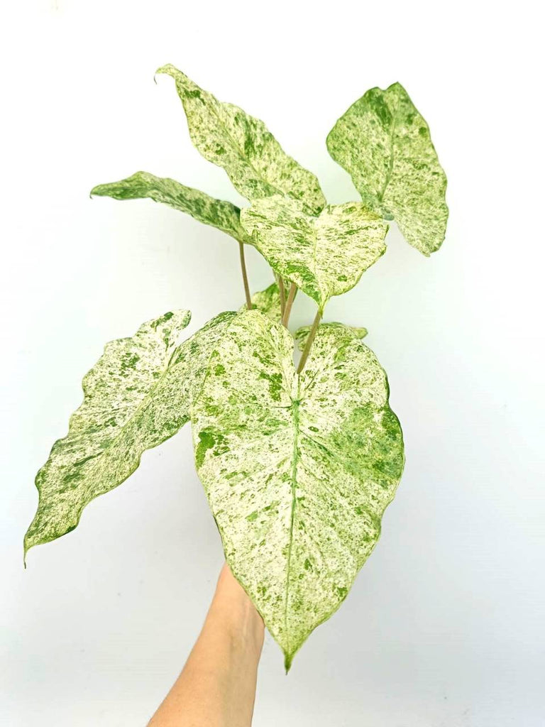 Alocasia macrorrhiza variegata