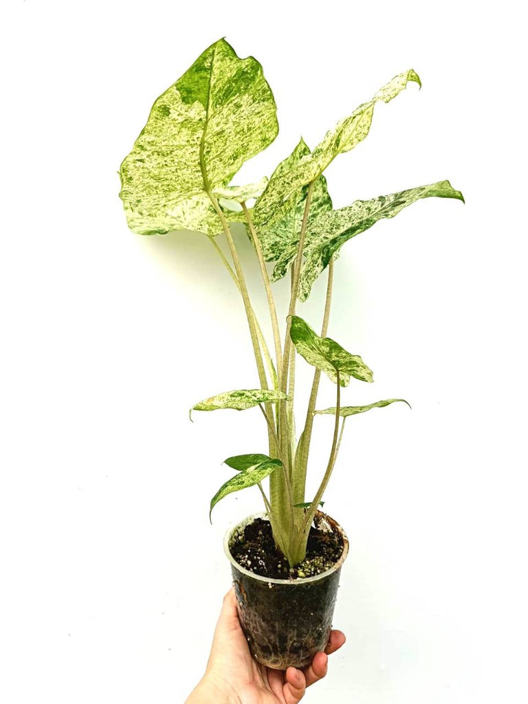 Alocasia macrorrhiza variegata