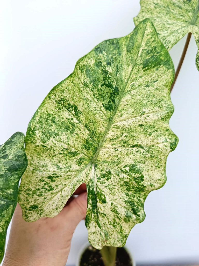 Alocasia macrorrhiza variegata