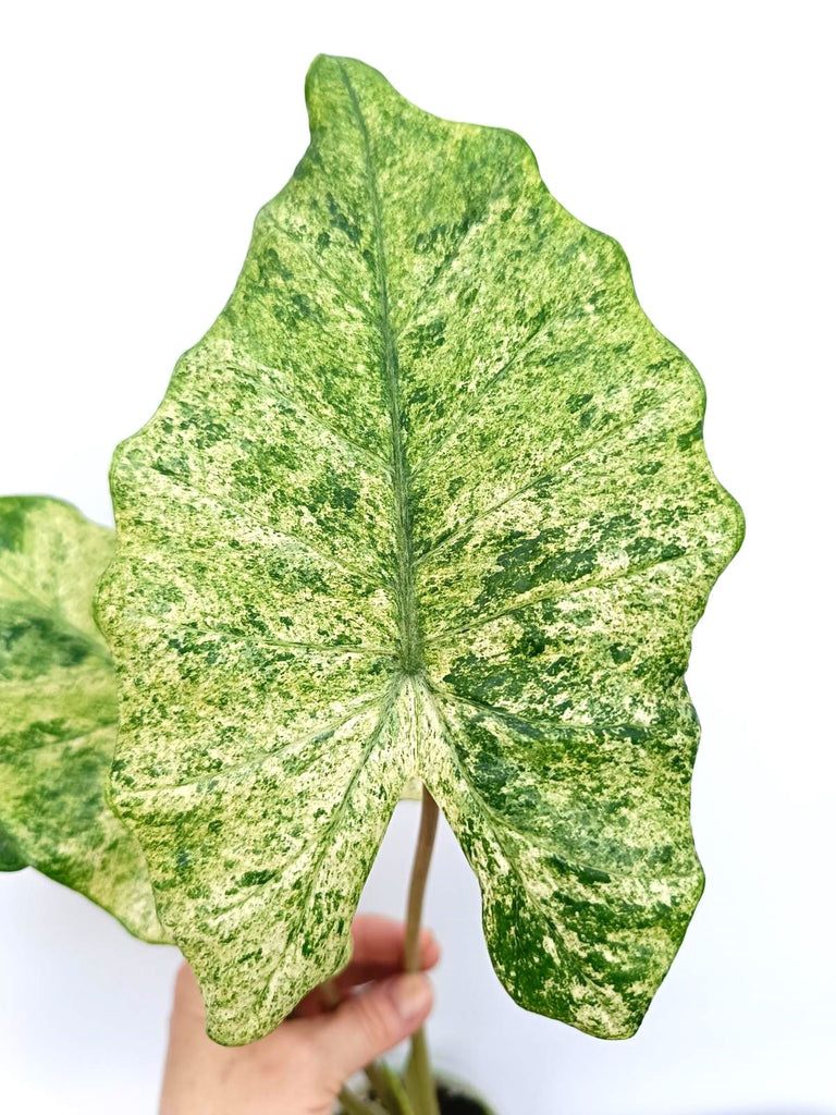 Alocasia macrorrhiza variegata