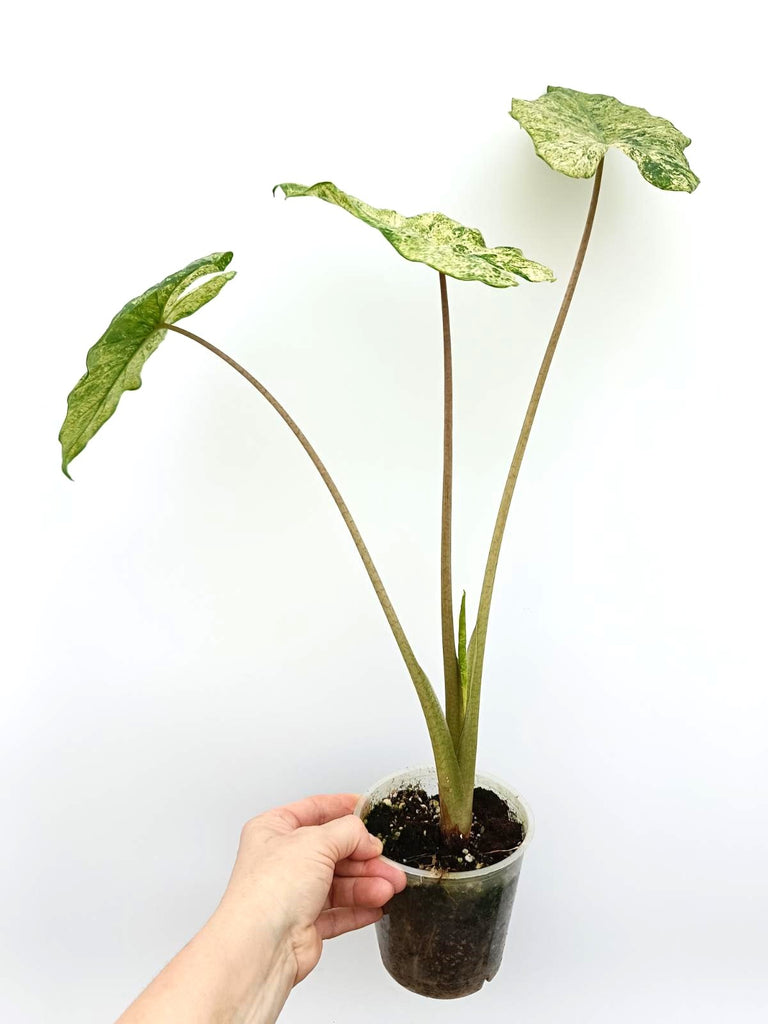 Alocasia macrorrhiza variegata