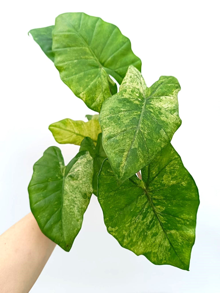 Alocasia macrorrhiza variegata