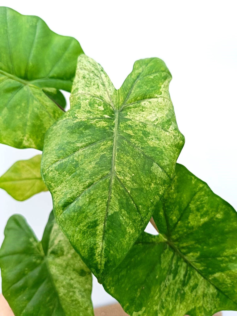 Alocasia macrorrhiza variegata