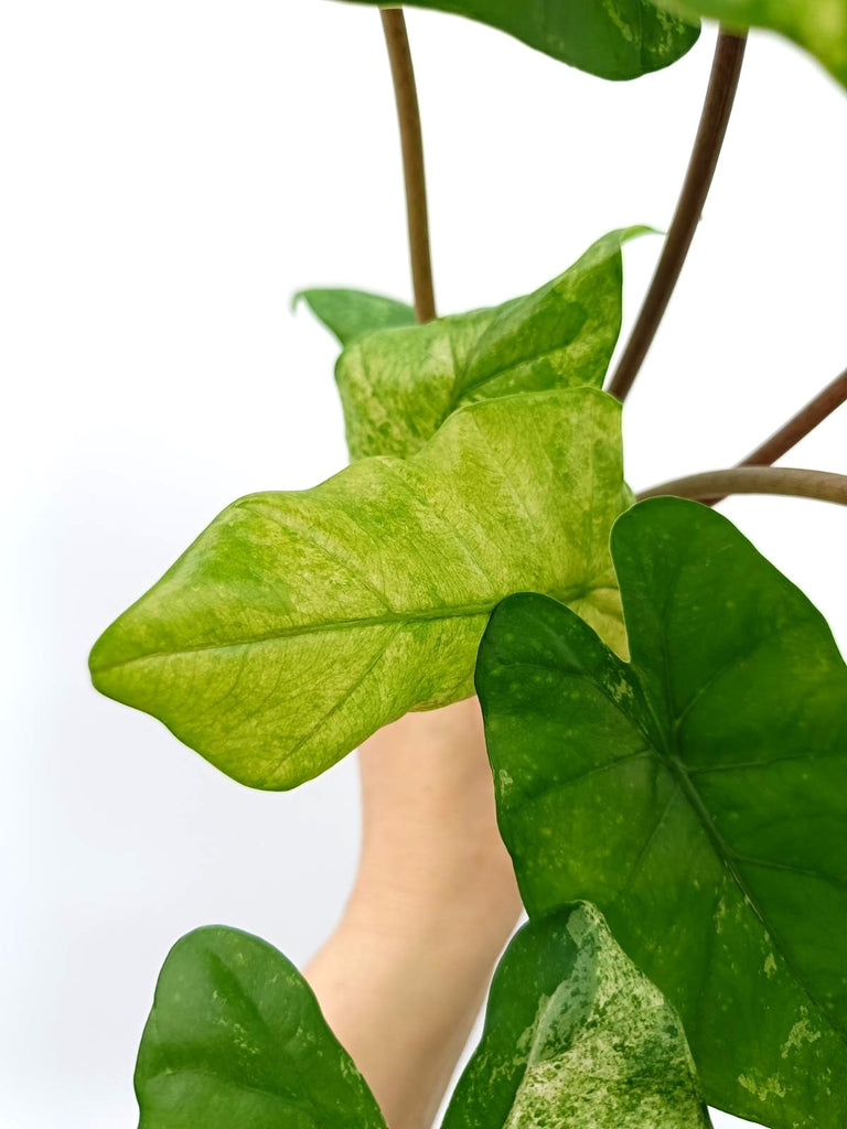 Alocasia macrorrhiza variegata