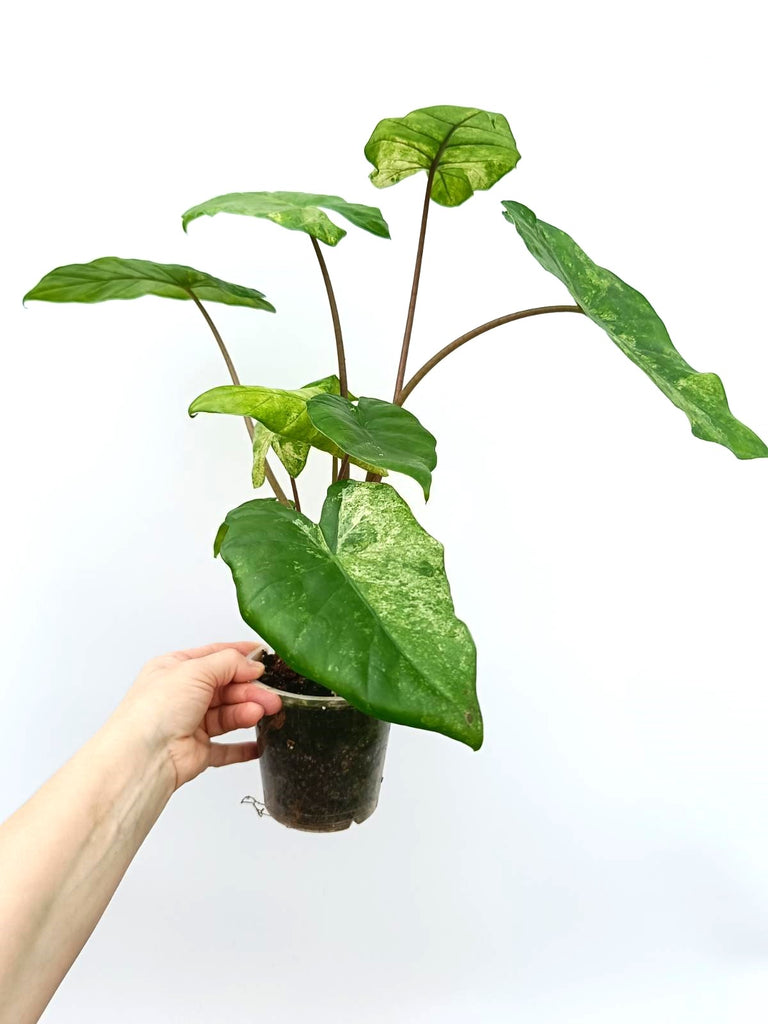 Alocasia macrorrhiza variegata