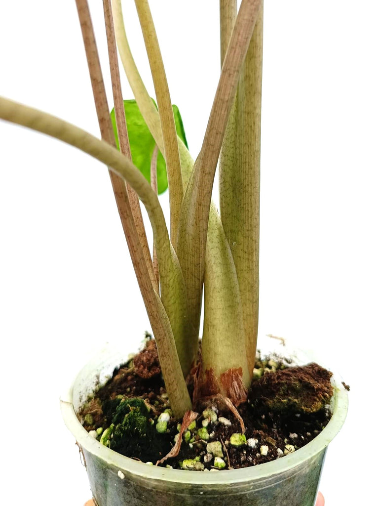 Alocasia macrorrhiza variegata