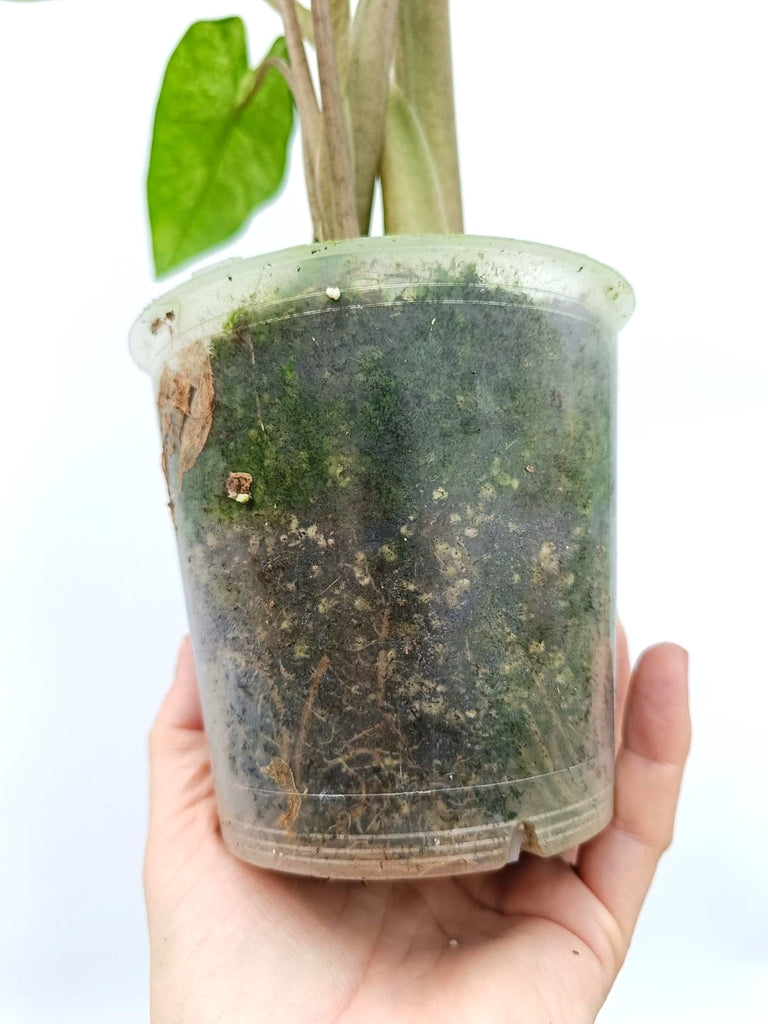 Alocasia macrorrhiza variegata