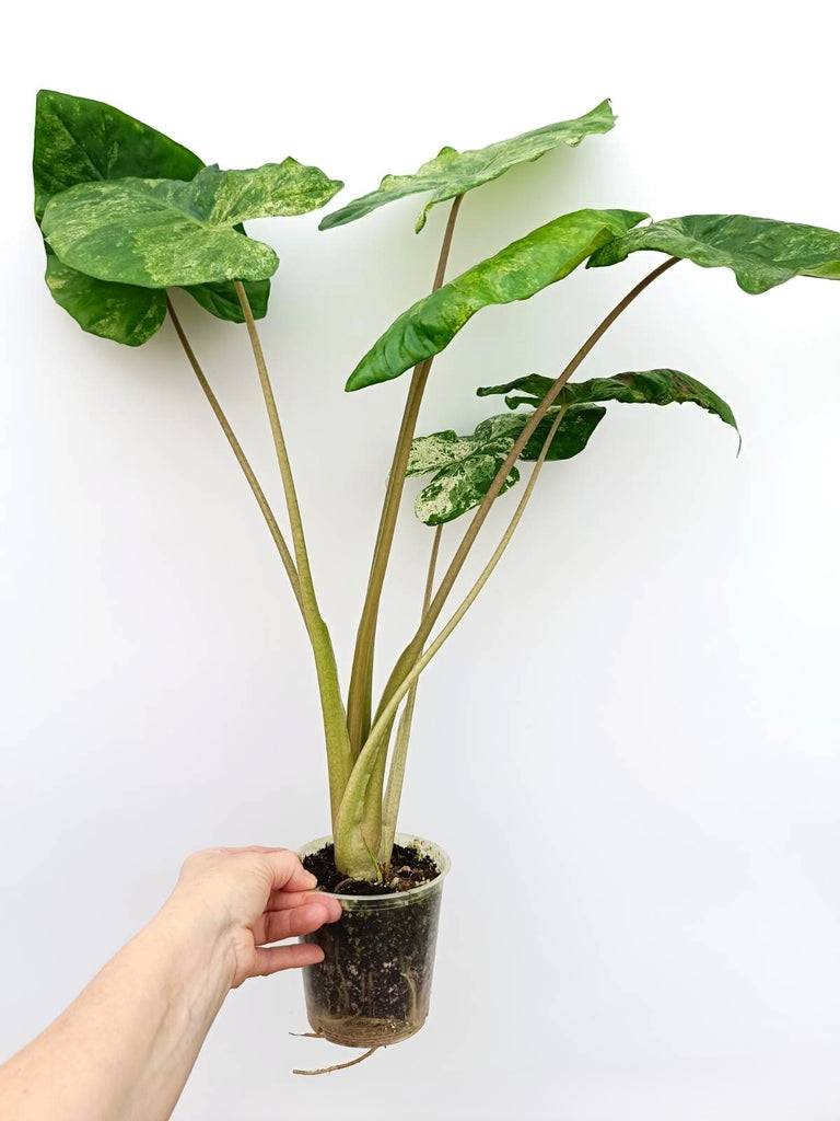 Alocasia macrorrhiza variegata