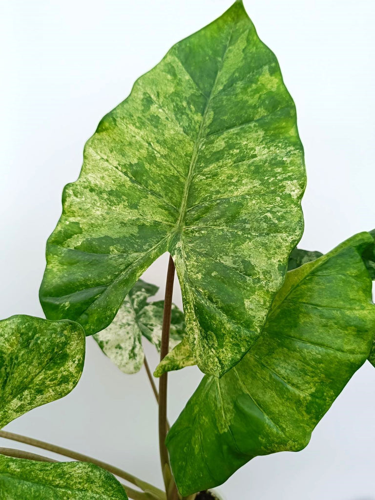 Alocasia macrorrhiza variegata