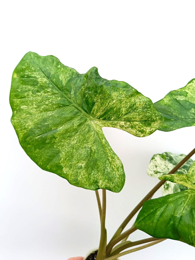 Alocasia macrorrhiza variegata