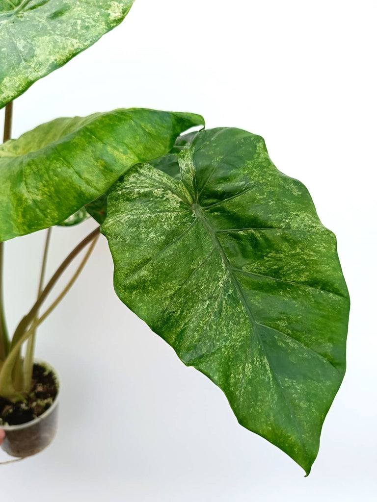 Alocasia macrorrhiza variegata