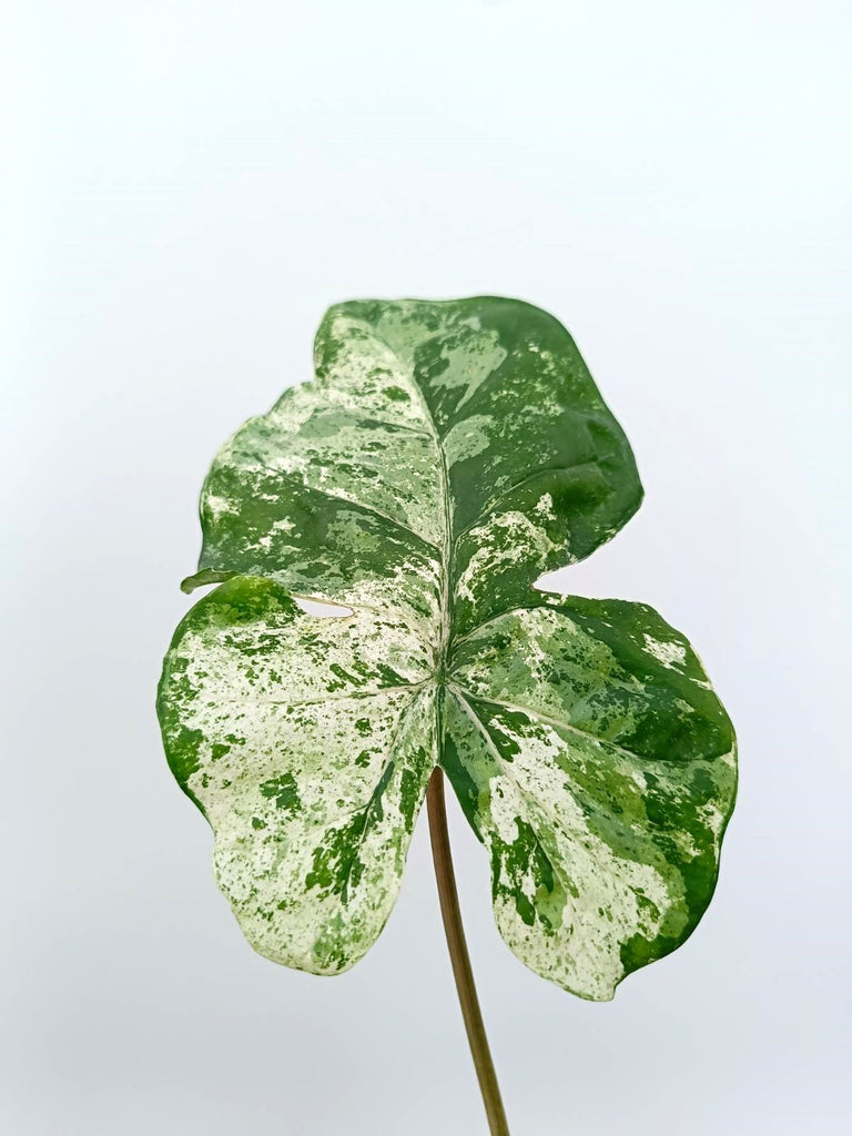 Alocasia macrorrhiza variegata