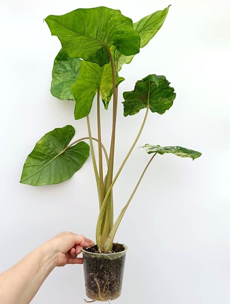 Alocasia macrorrhiza variegata