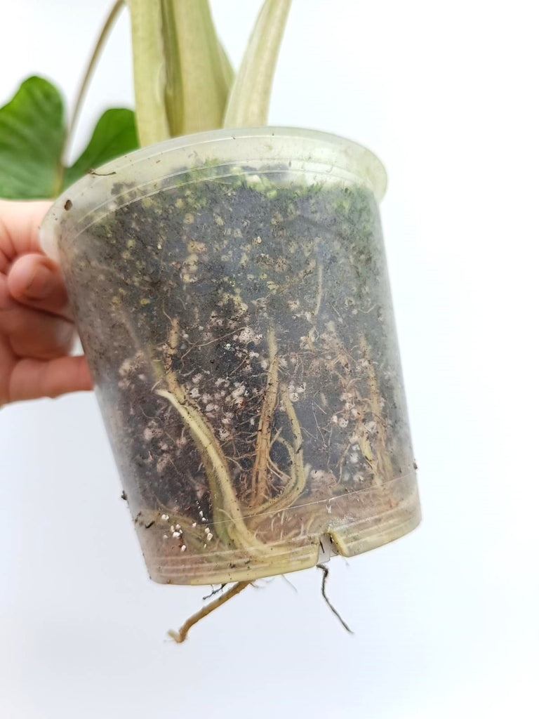 Alocasia macrorrhiza variegata