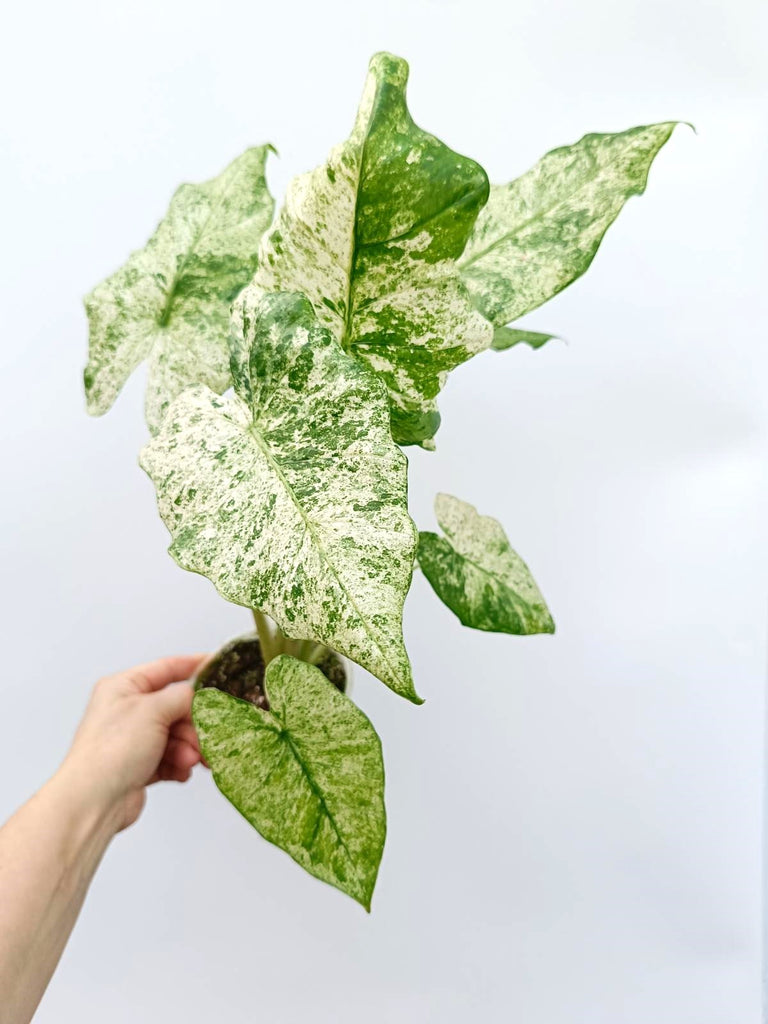 Alocasia macrorrhiza variegata