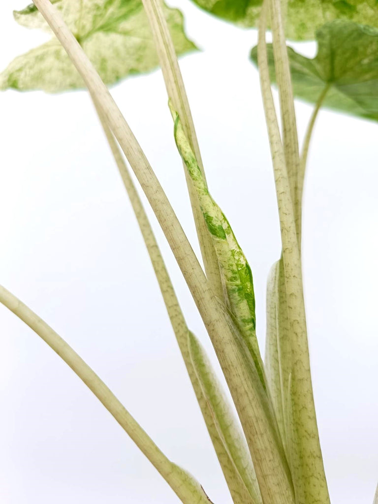 Alocasia macrorrhiza variegata