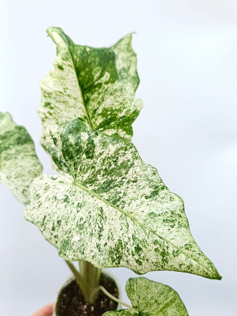 Alocasia macrorrhiza variegata