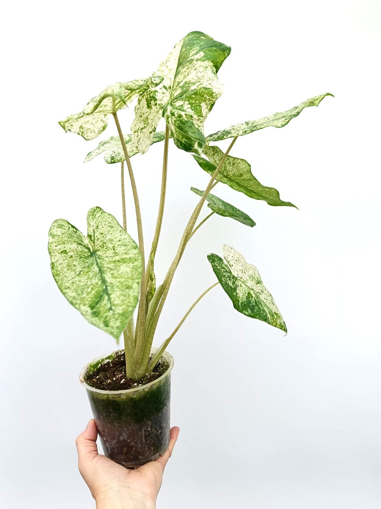 Alocasia macrorrhiza variegata