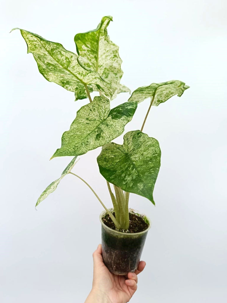 Alocasia macrorrhiza variegata