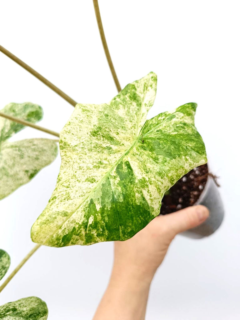 Alocasia macrorrhiza variegata