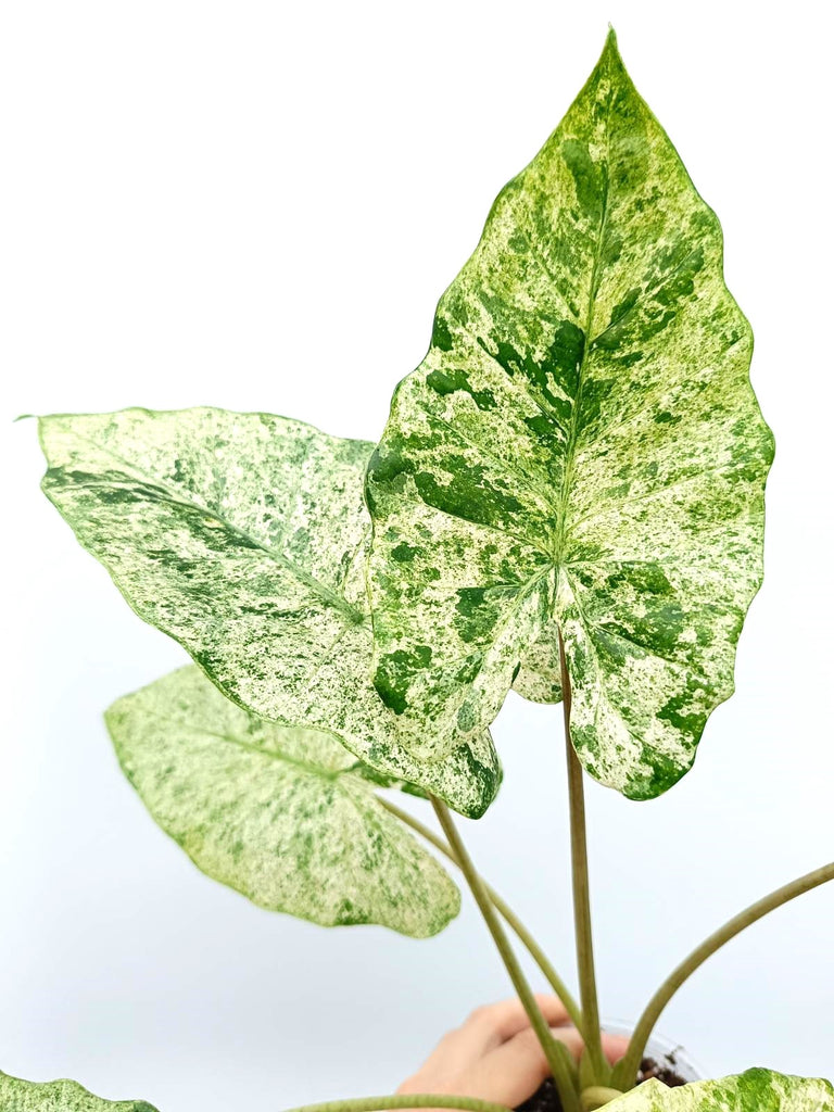 Alocasia macrorrhiza variegata