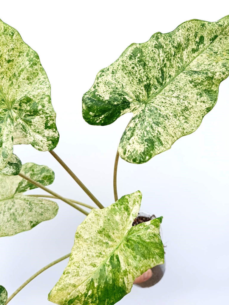 Alocasia macrorrhiza variegata