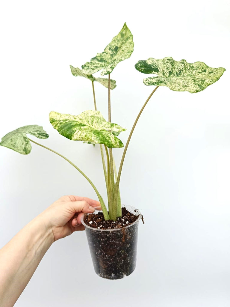 Alocasia macrorrhiza variegata