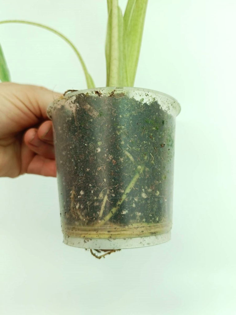 Alocasia macrorrhiza variegata