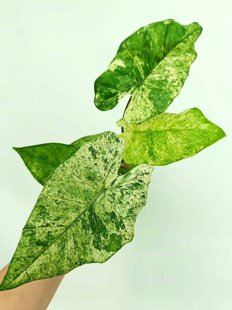 Alocasia macrorrhiza variegata