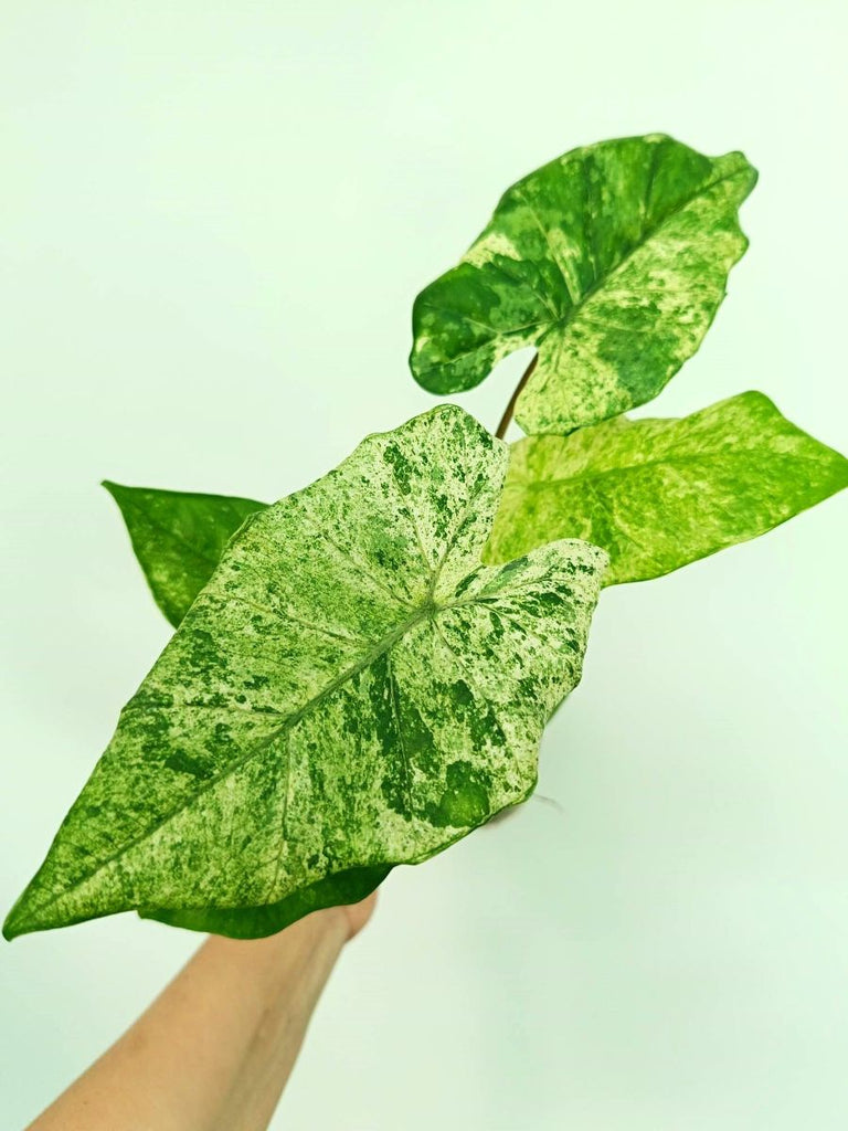Alocasia macrorrhiza variegata
