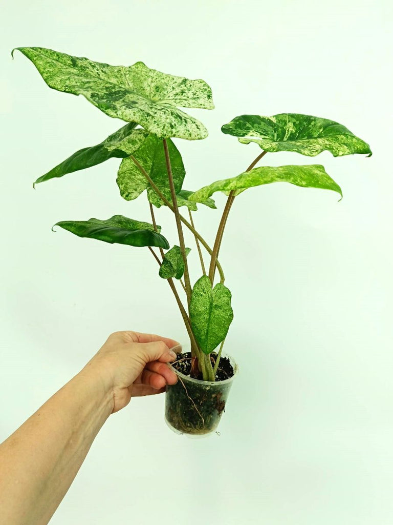 Alocasia macrorrhiza variegata