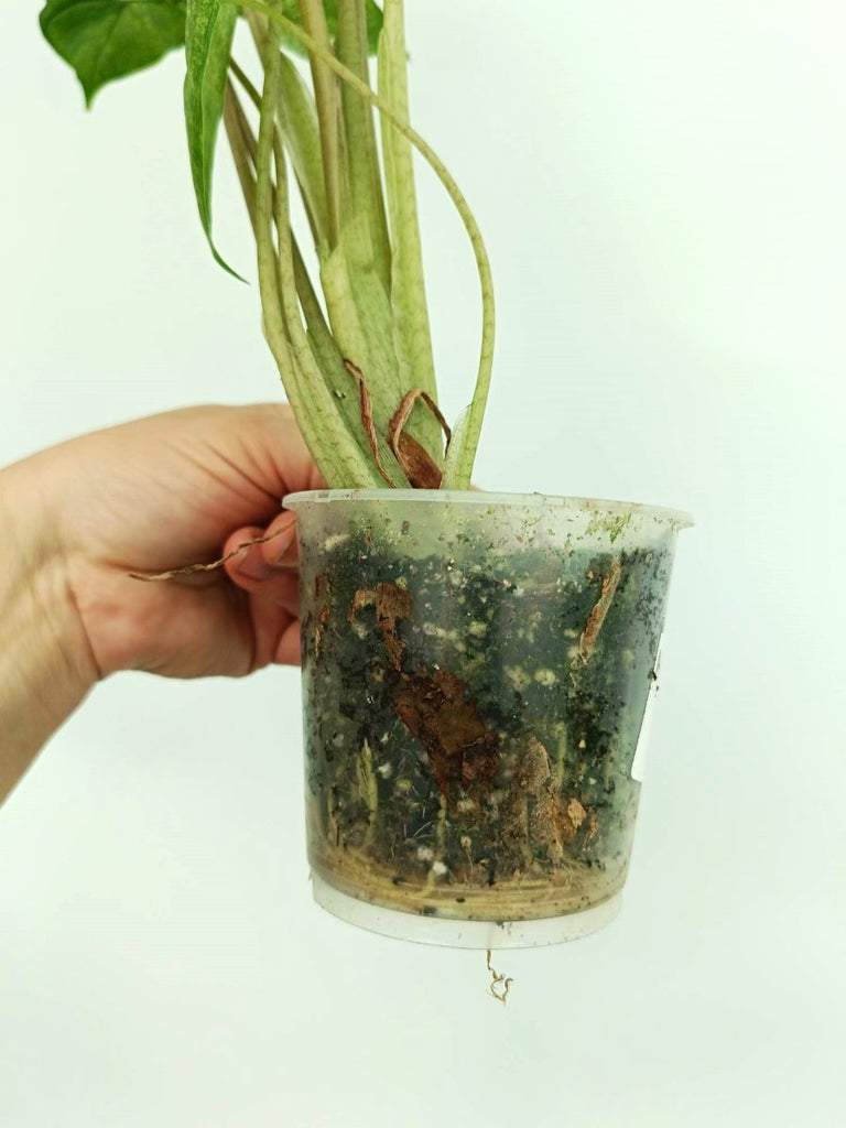 Alocasia macrorrhiza variegata
