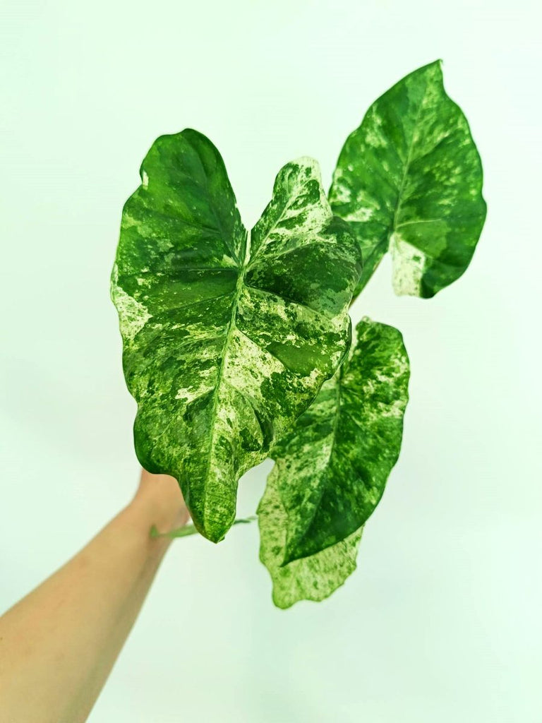 Alocasia macrorrhiza variegata
