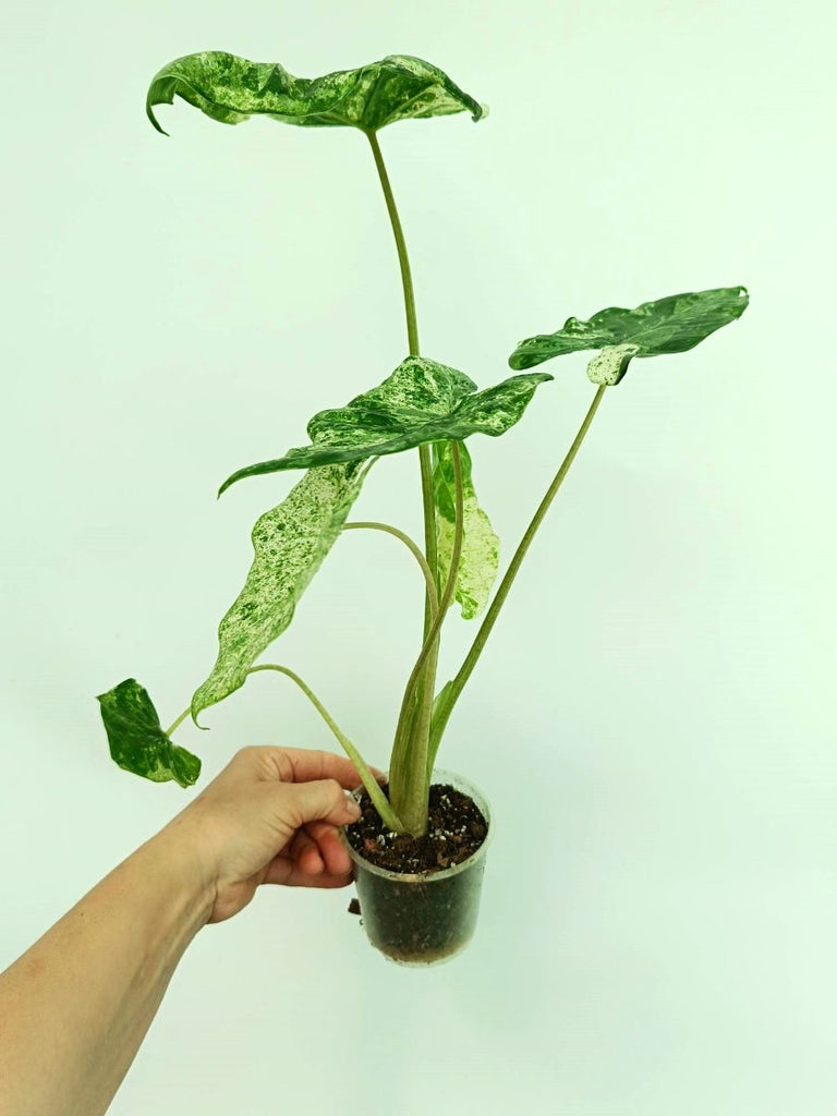 Alocasia macrorrhiza variegata