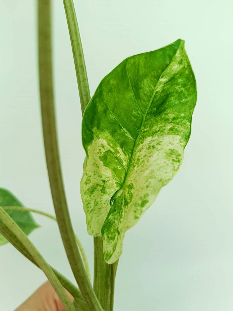 Alocasia macrorrhiza variegata