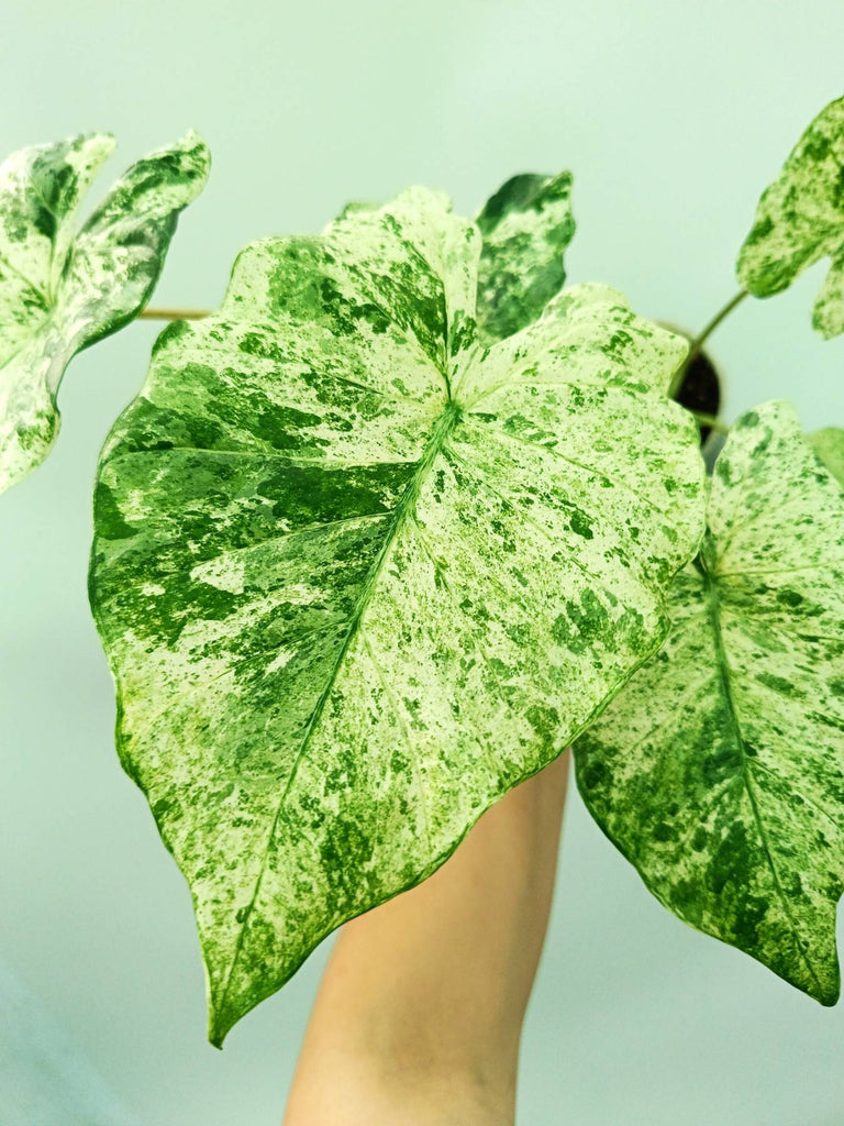 Alocasia macrorrhiza variegata