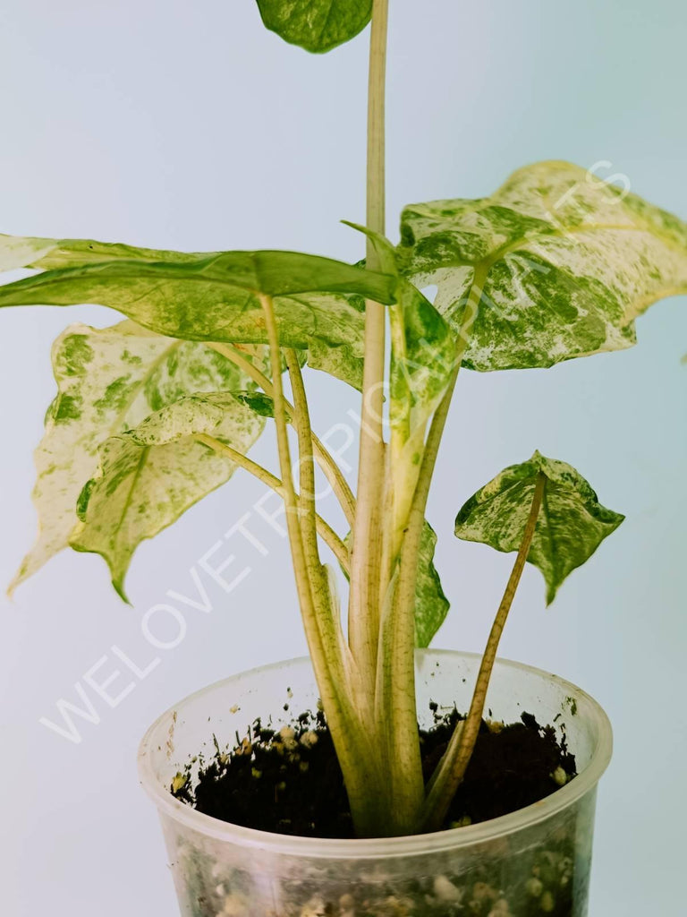 Alocasia macrorrhiza variegata splash