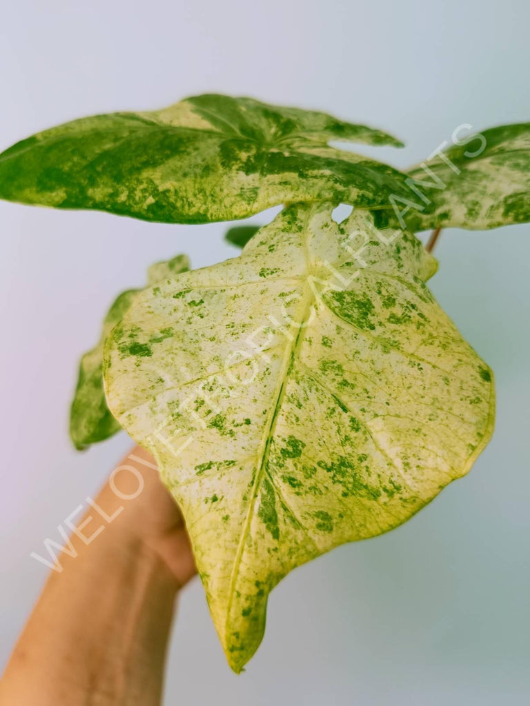 Alocasia macrorrhiza variegata splash