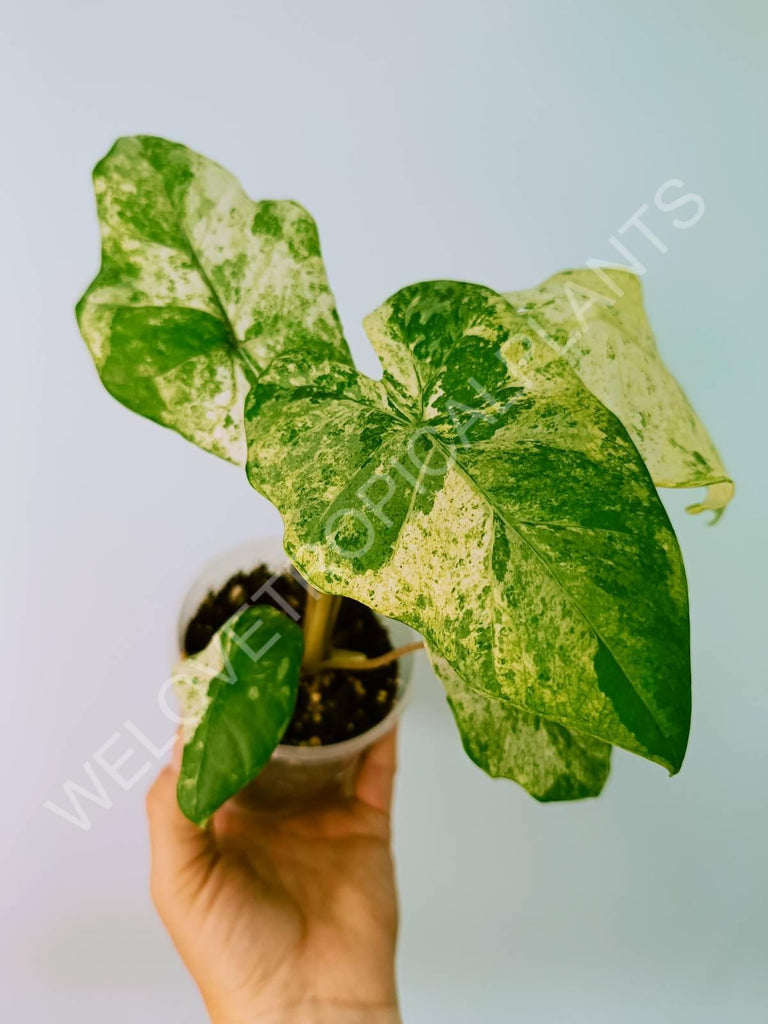 Alocasia macrorrhiza variegata splash