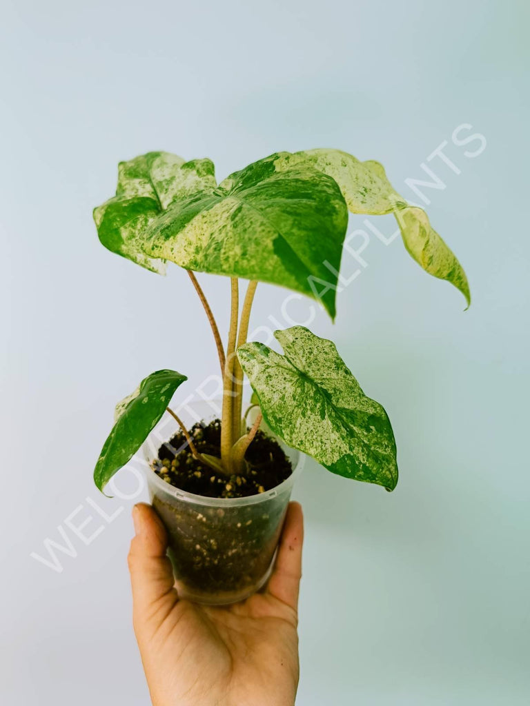 Alocasia macrorrhiza variegata splash