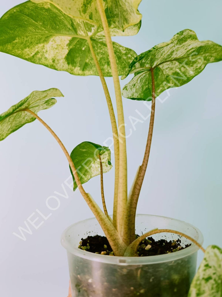 Alocasia macrorrhiza variegata splash