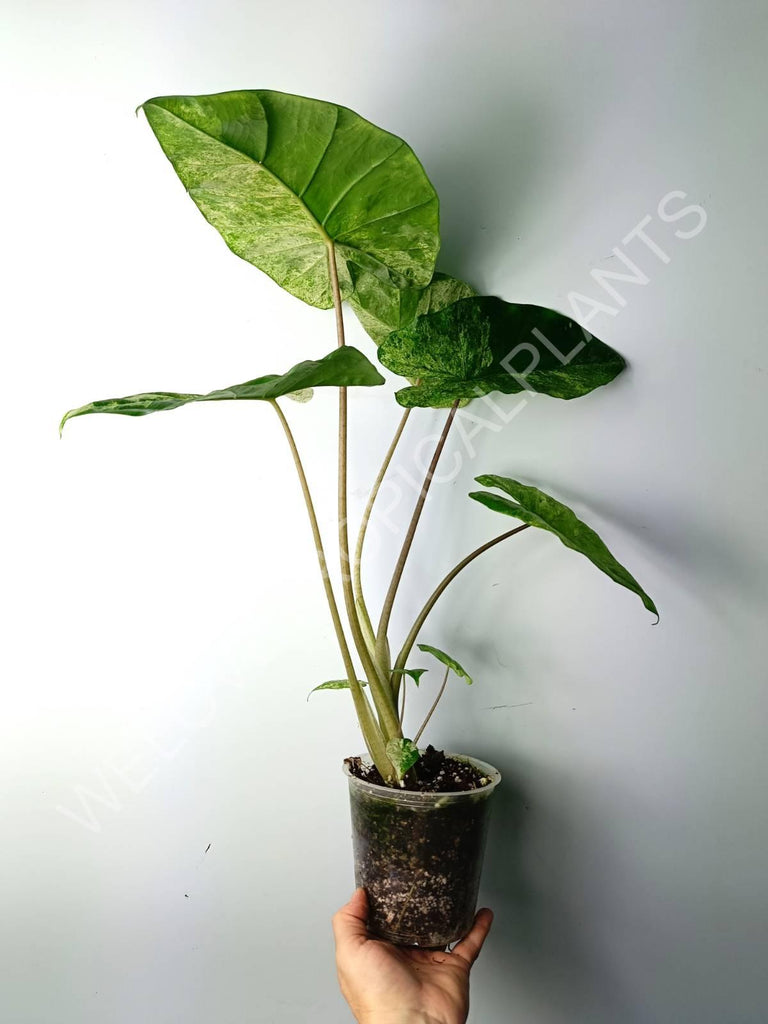 Alocasia macrorrhiza splash variegata