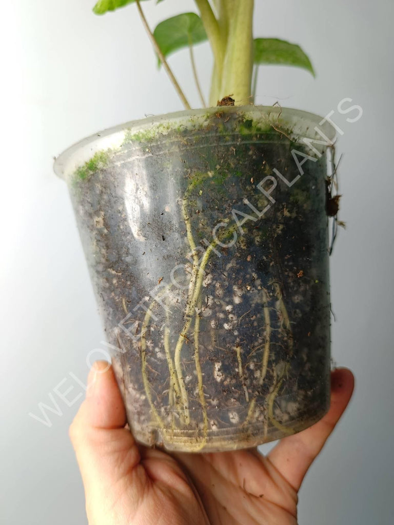 Alocasia macrorrhiza splash variegata