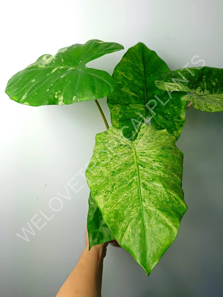 Alocasia macrorrhiza splash variegata (mother plant)