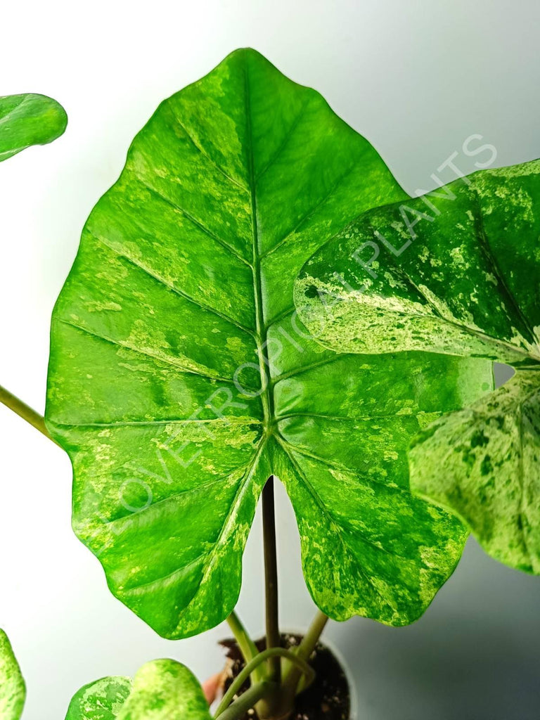 Alocasia macrorrhiza splash variegata (mother plant)