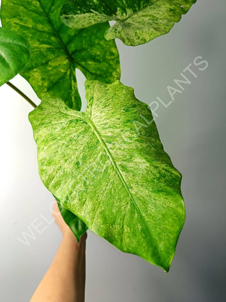 Alocasia macrorrhiza splash variegata (mother plant)