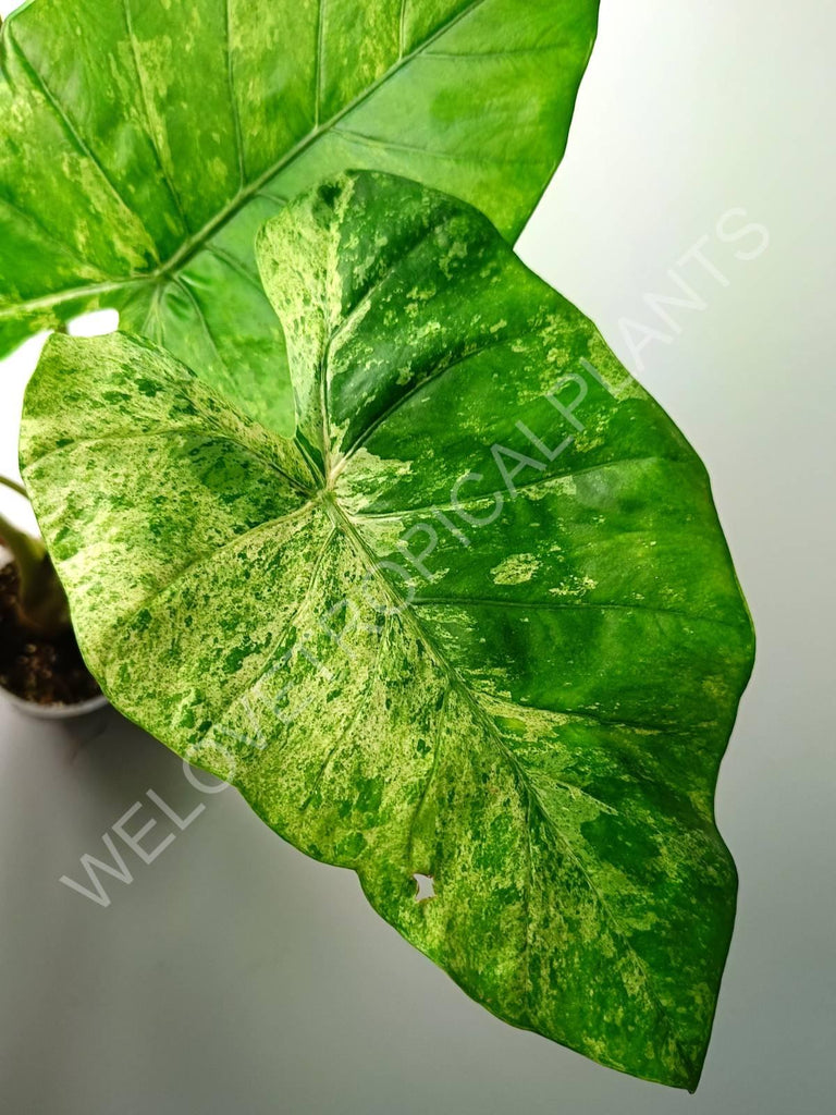 Alocasia macrorrhiza splash variegata (mother plant)