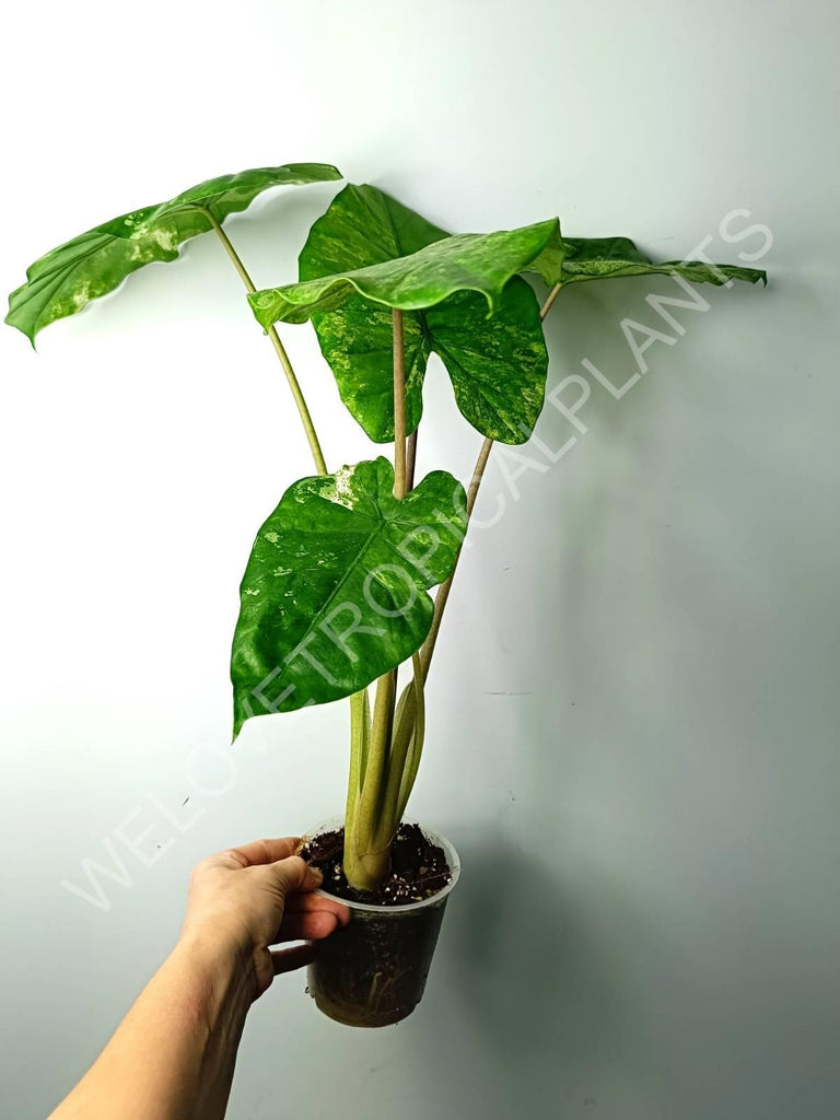 Alocasia macrorrhiza splash variegata (mother plant)